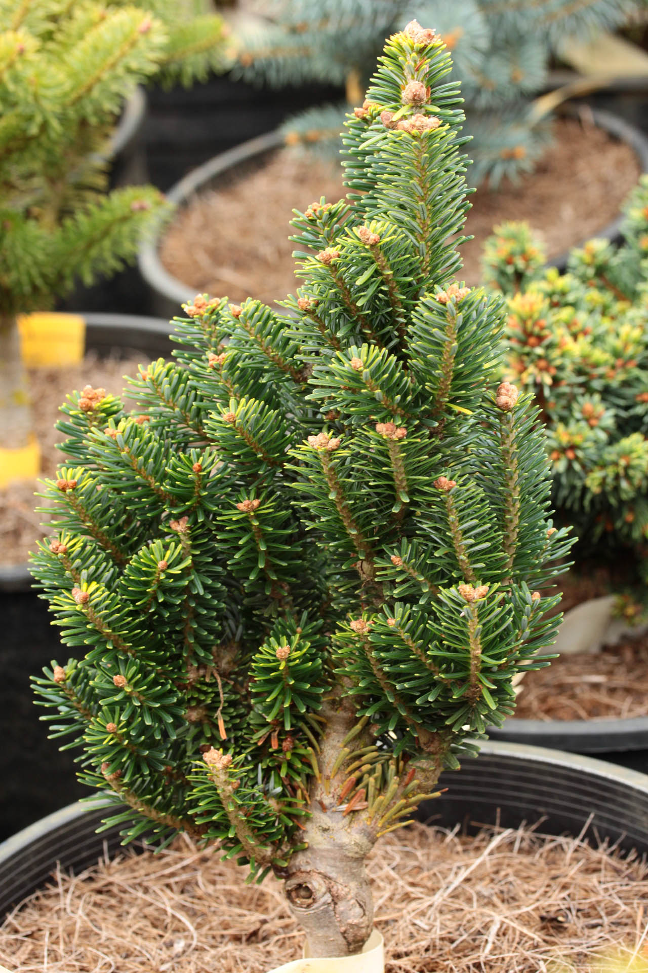 Abies koreana 